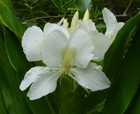 White Butterfly Ginger, Garland Flower, Hedychium coronarium
